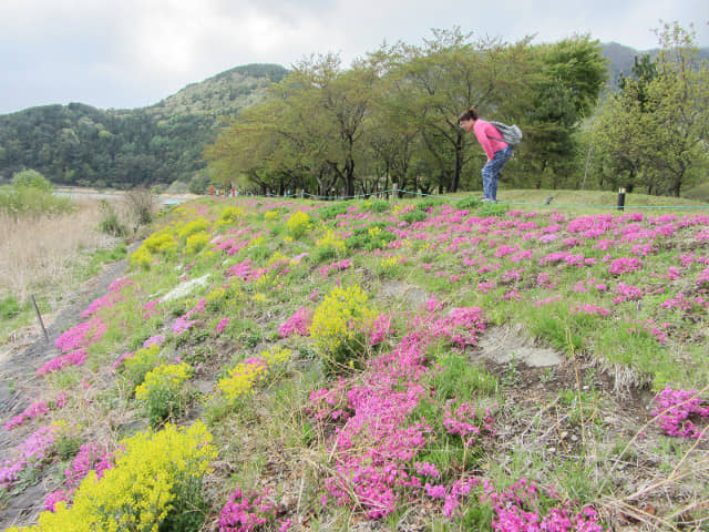 山梨縣富士河口湖町河口地區 湖岸綠地帶