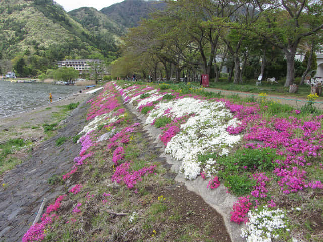 山梨縣富士河口湖町河口地區 湖岸綠地帶