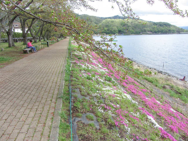 山梨縣富士河口湖町河口地區 湖岸綠地帶