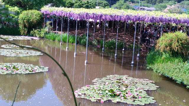 足利花卉公園 八重藤棚