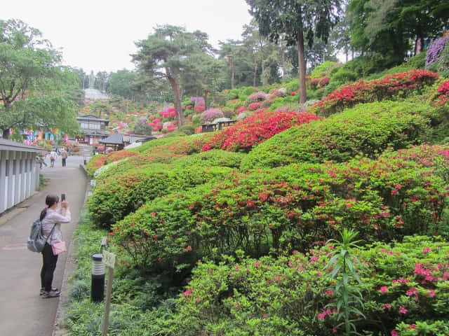 青梅市．鹽船觀音寺 杜鵑花