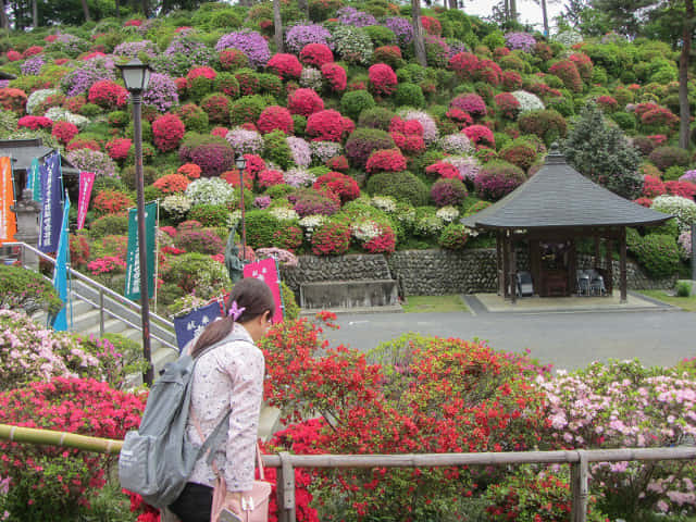 鹽船觀音寺．護摩堂 杜鵑花