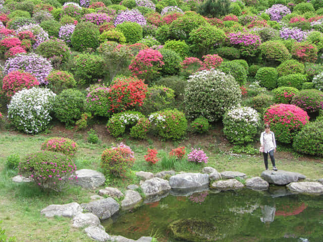 鹽船觀音寺．護摩堂前方水池 杜鵑花