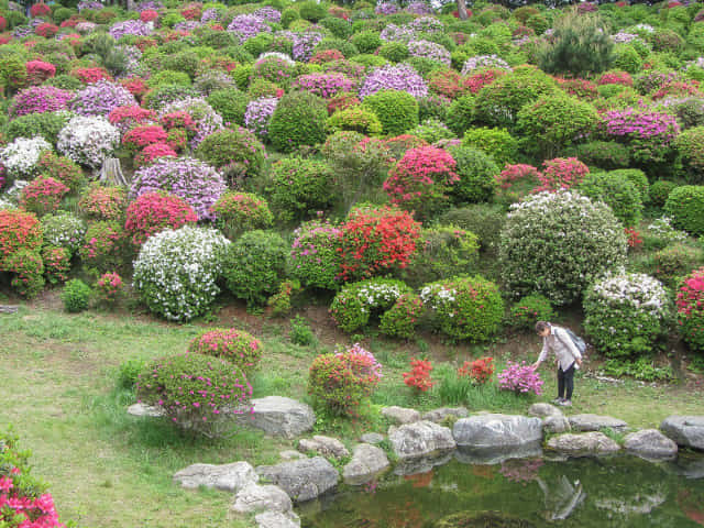 鹽船觀音寺．護摩堂前方水池 杜鵑花