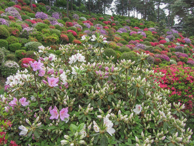 鹽船觀音寺 杜鵑花