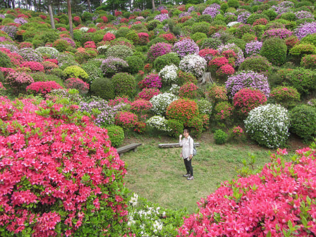 鹽船觀音寺 杜鵑花