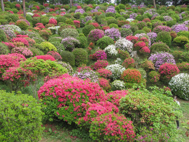 鹽船觀音寺 杜鵑花