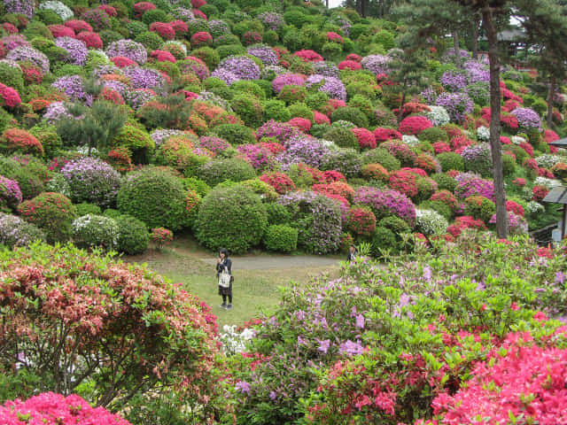 鹽船觀音寺 杜鵑花