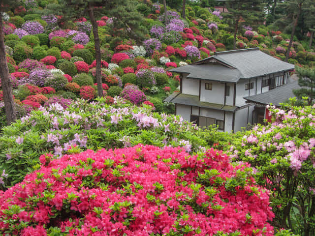 鹽船觀音寺 杜鵑花