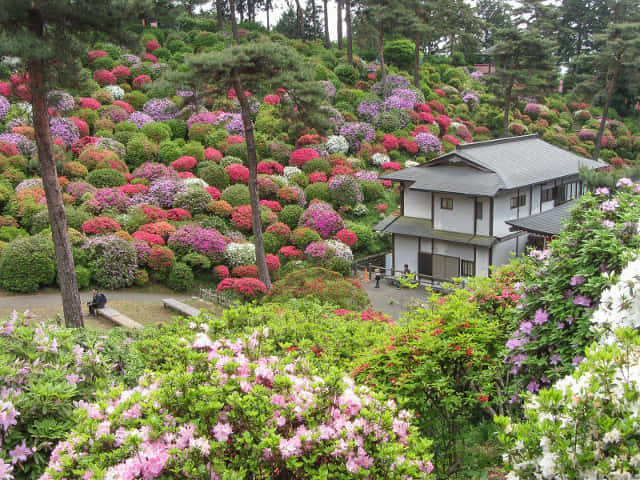 鹽船觀音寺 杜鵑花