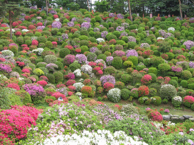 鹽船觀音寺 杜鵑花