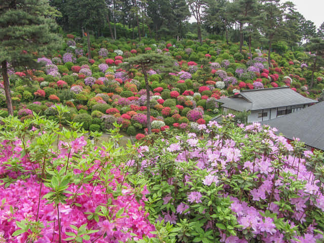 鹽船觀音寺 杜鵑花