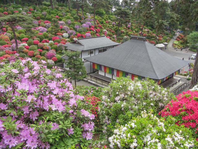 鹽船觀音寺 杜鵑花