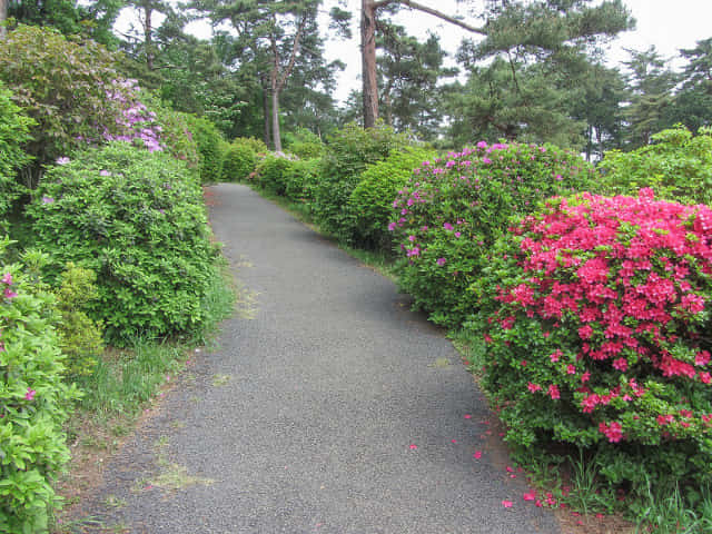 鹽船觀音寺 杜鵑花 步道