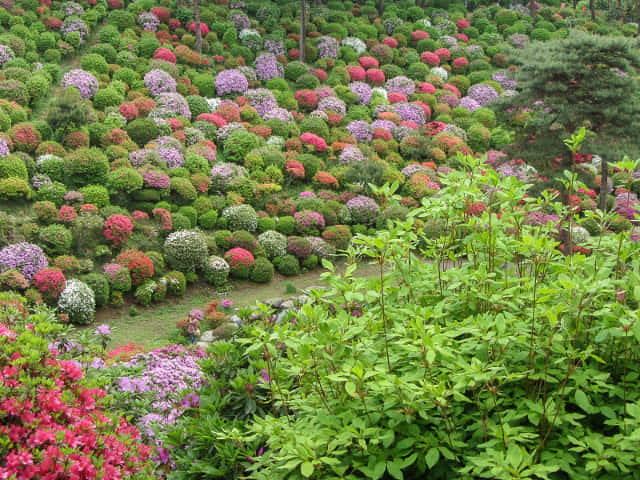 鹽船觀音寺 杜鵑花