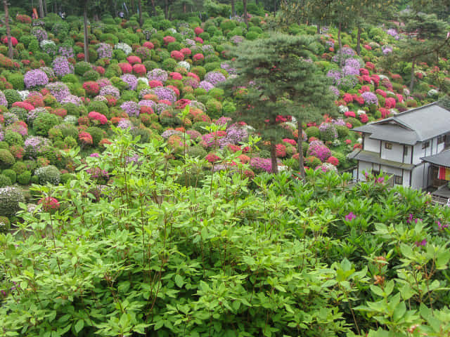 鹽船觀音寺 杜鵑花