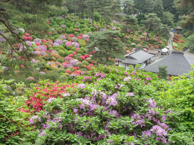 鹽船觀音寺 杜鵑花