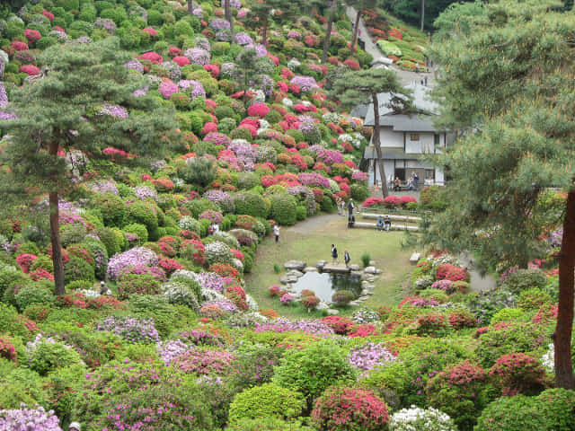 鹽船觀音寺．杜鵑花園