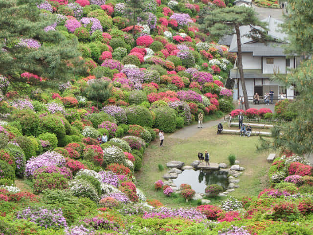 鹽船觀音寺．杜鵑花園