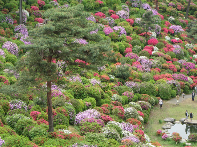 鹽船觀音寺．杜鵑花園