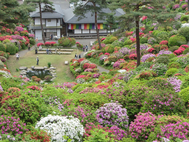 鹽船觀音寺．杜鵑花園