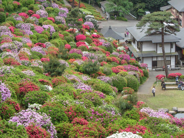 鹽船觀音寺．杜鵑花園