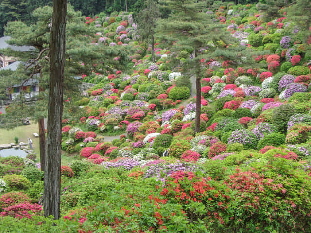 鹽船觀音寺．杜鵑花園