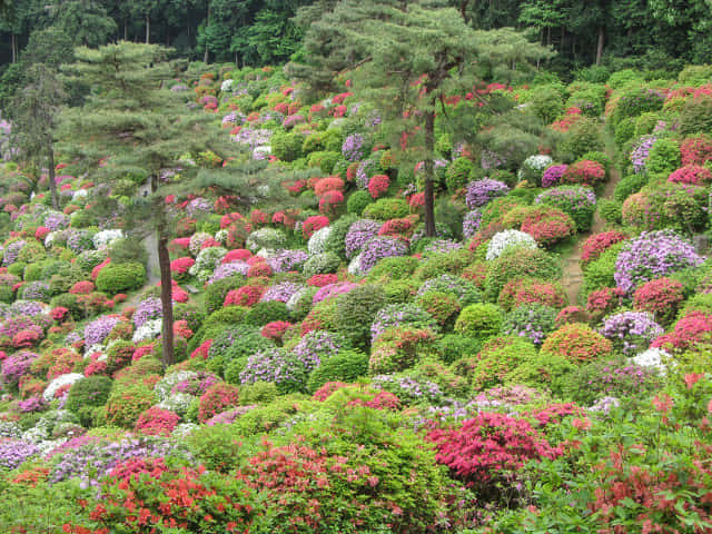 鹽船觀音寺．杜鵑花園