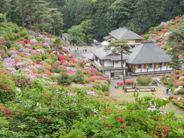 鹽船觀音寺．杜鵑花園