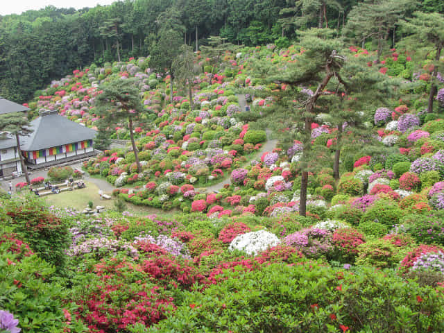 鹽船觀音寺．杜鵑花園