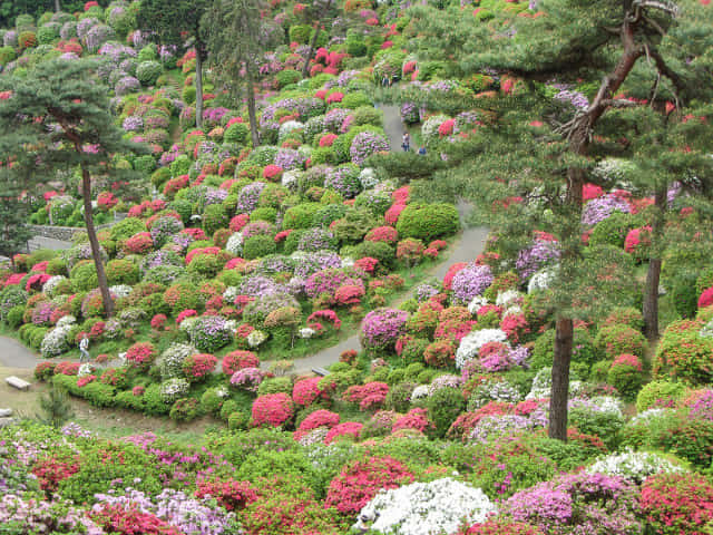 鹽船觀音寺．杜鵑花園