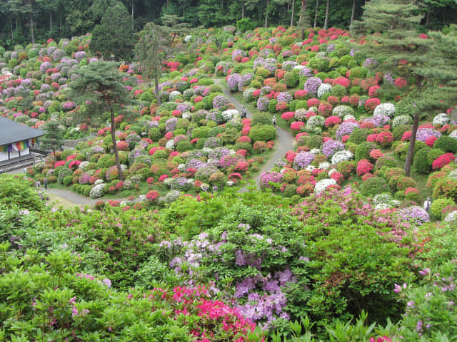 鹽船觀音寺．杜鵑花園