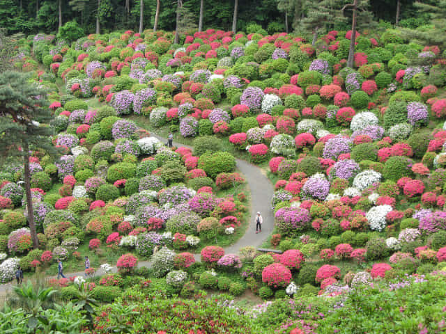 鹽船觀音寺．杜鵑花園