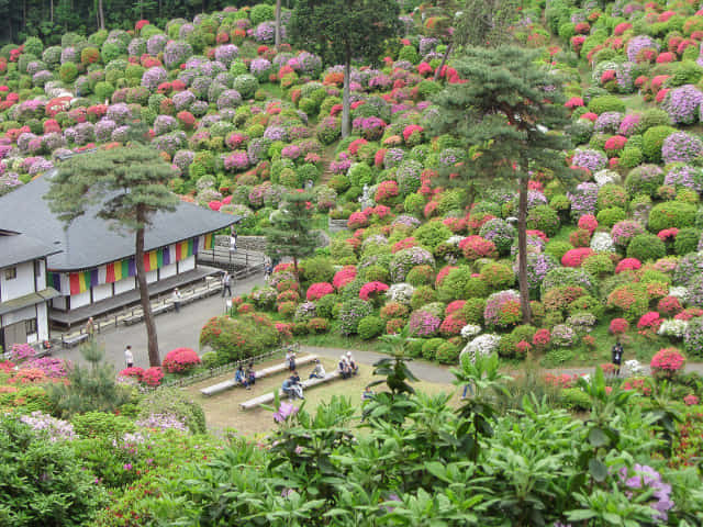 鹽船觀音寺．杜鵑花園