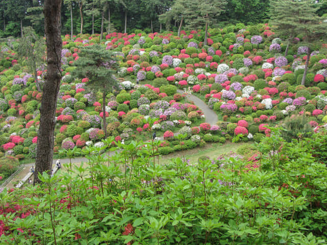 鹽船觀音寺．杜鵑花園