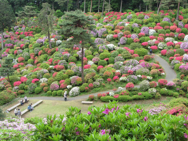 鹽船觀音寺．杜鵑花園