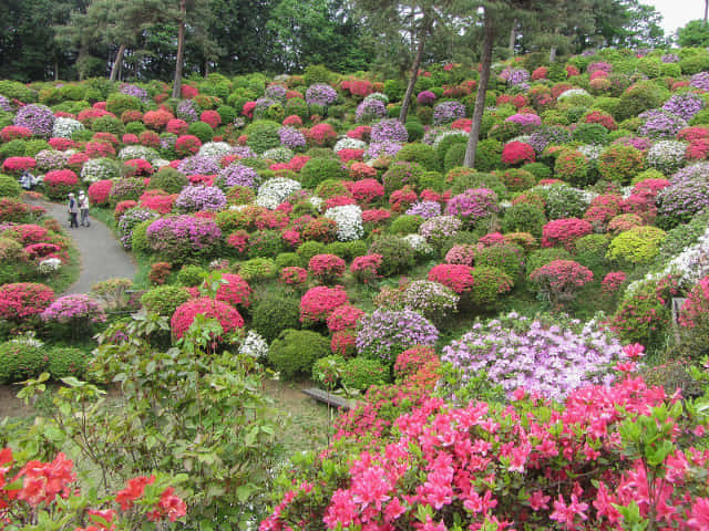 鹽船觀音寺．杜鵑花園