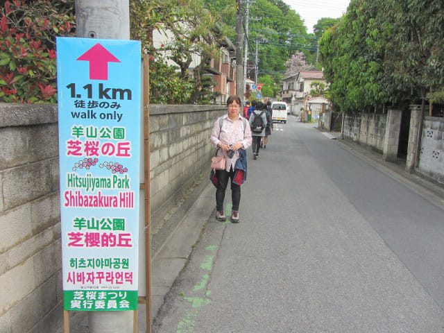 埼玉縣．西武秩父駅步行往羊山公園芝櫻之丘