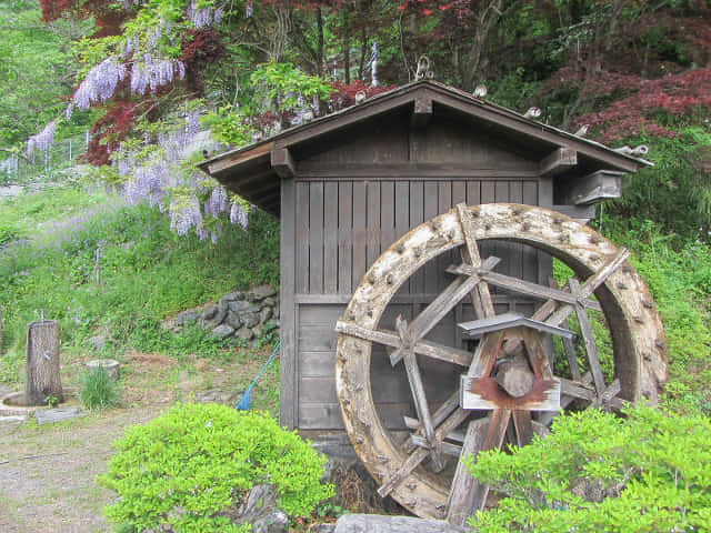 埼玉縣．羊山公園 牧水の滝 水車、紫藤花