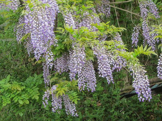 埼玉縣．羊山公園 牧水之滝 紫藤花