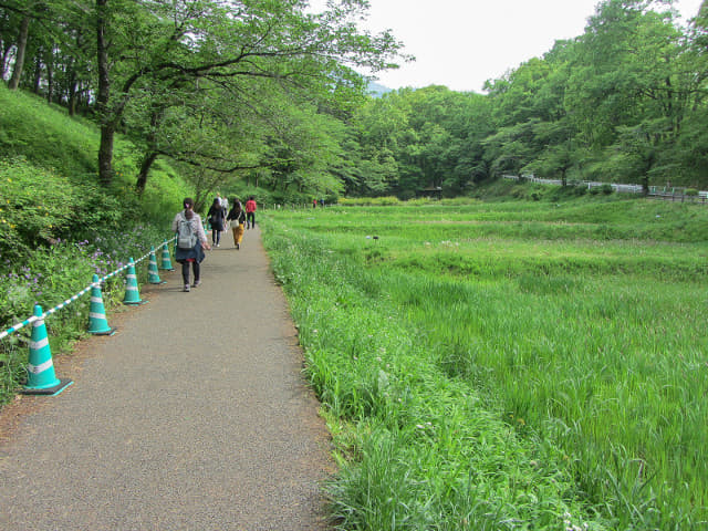 埼玉縣．羊山公園 花菖蒲田