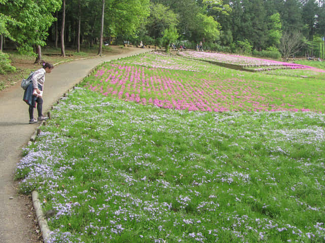 埼玉縣．羊山公園 芝櫻之丘