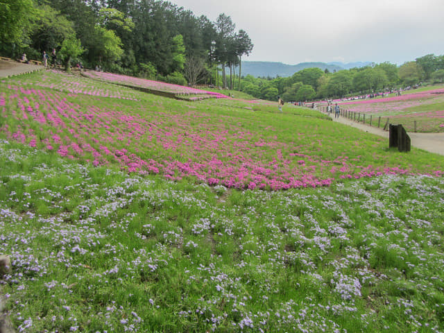 埼玉縣．羊山公園 芝櫻之丘．菖蒲田口