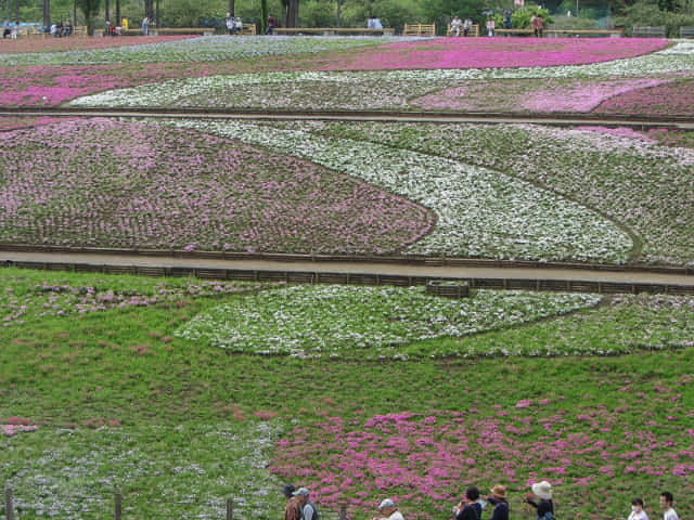 羊山公園．芝櫻之丘 埼玉縣秩父市