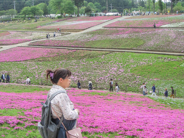 羊山公園．芝櫻之丘 埼玉縣秩父市