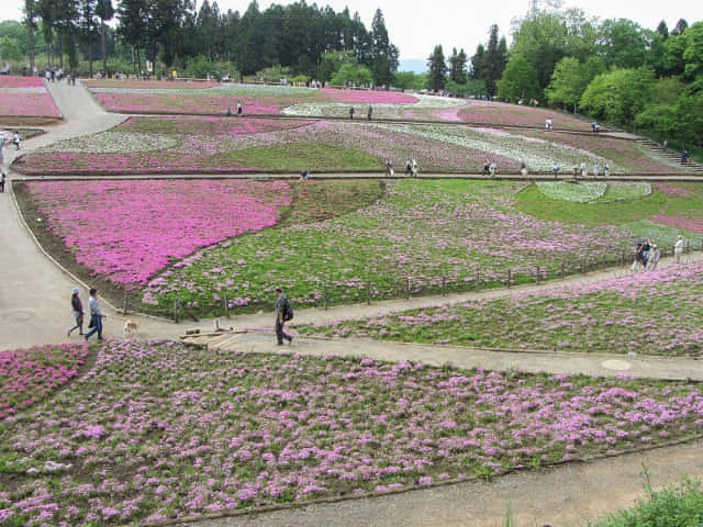 羊山公園．芝櫻之丘 埼玉縣秩父市