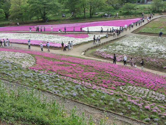 羊山公園．芝櫻之丘 埼玉縣秩父市