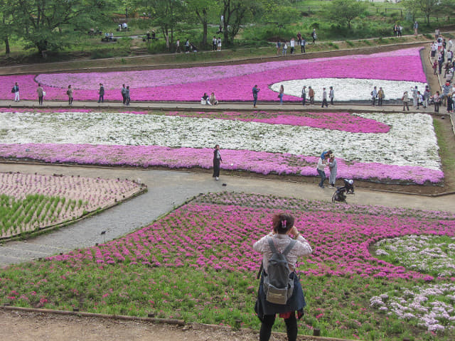 羊山公園．芝櫻之丘 埼玉縣秩父市