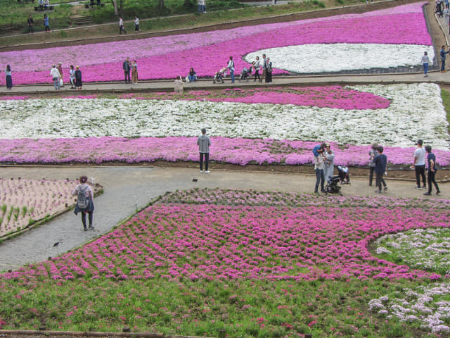 羊山公園．芝櫻之丘 埼玉縣