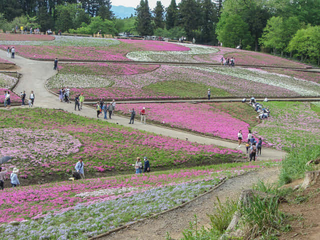 羊山公園．芝櫻之丘 埼玉縣秩父市